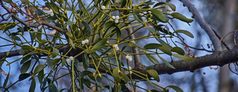 Jmelí na stromě u Kunratic na Liberecku