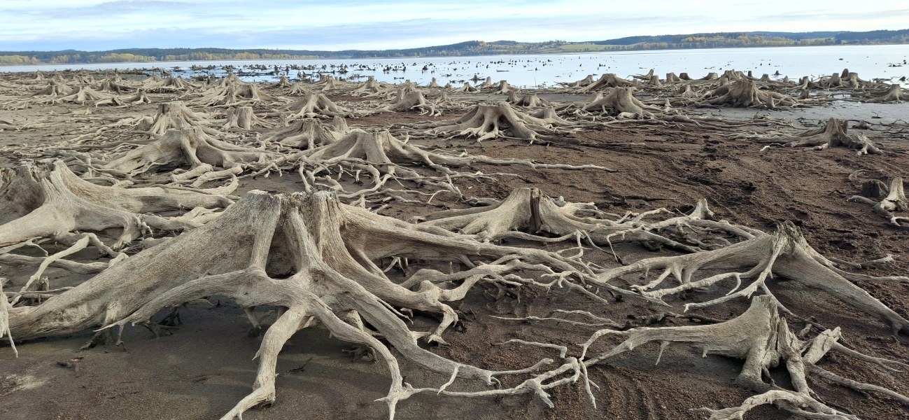 Odhalené pařezy působí zvláštní krásou. Foto Filip Šipan.