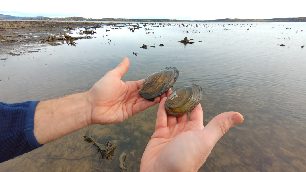 Živé škeble, honem s nimi do vody! Foto Filip Šipan.