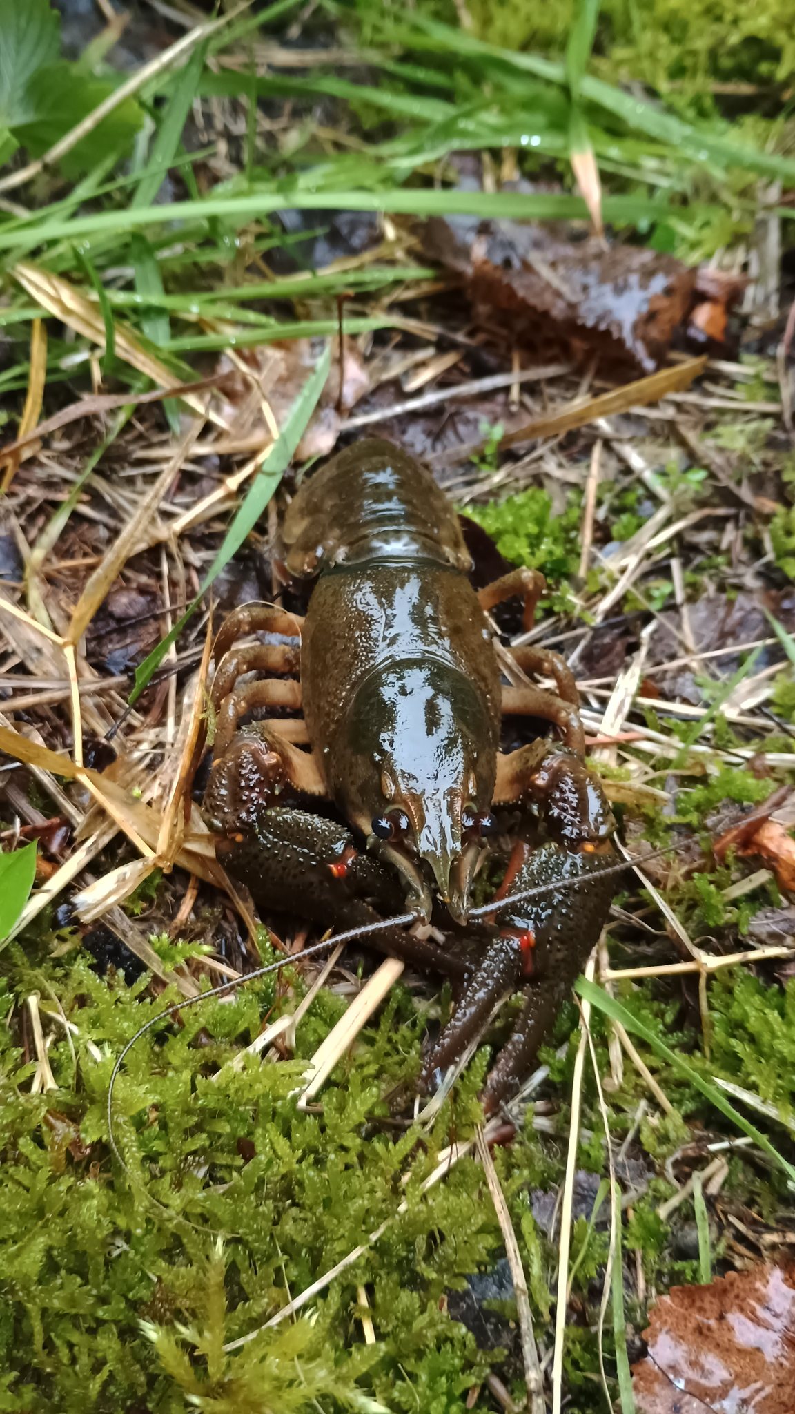 Samice raka říčního v plné kondici. Foto Michal Vrabel.
