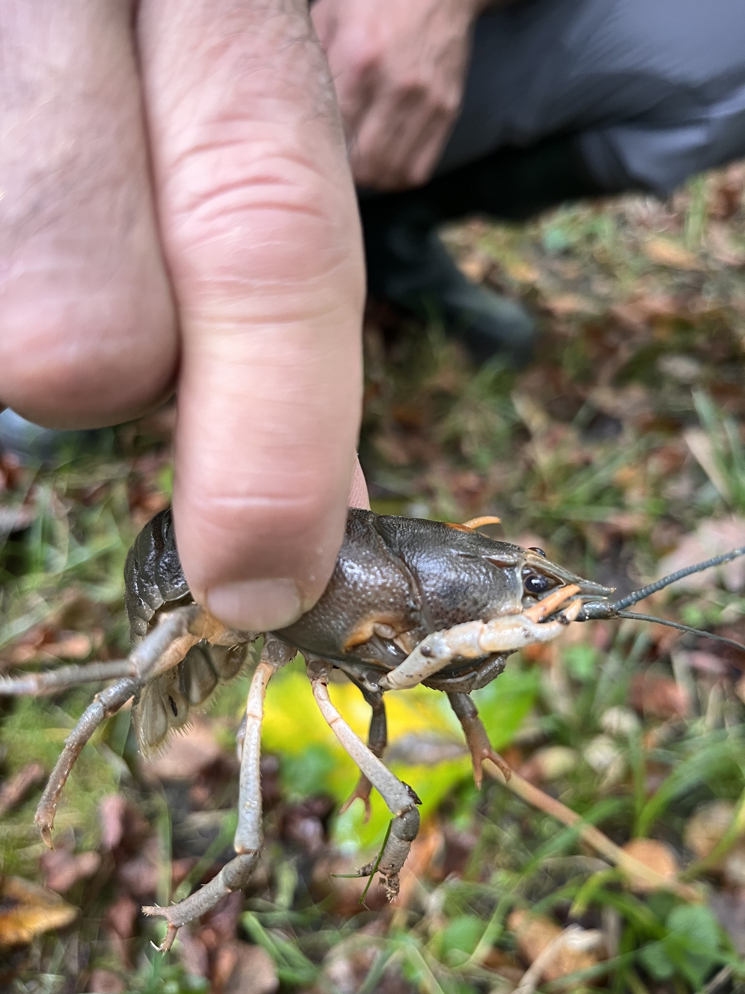 Drobná klepeta na snímku jsou zregenerovaná po pravděpodobném útoku predátora. Foto Michal Vrabel.