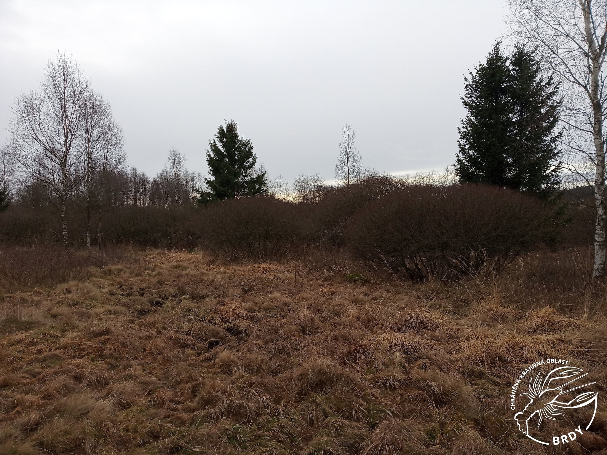 podzimní pohled na lado na Padrtích, kde zustává stará suchá tráva a které postupně zarůstají vrbové keře.