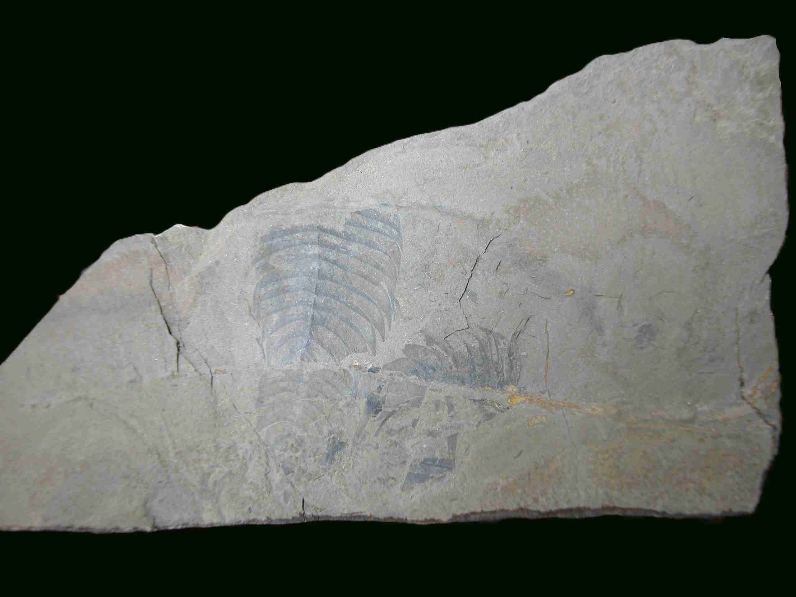 Kodymirus vagans - zdroj: Budil, P. a Fatka, O. (2008): Bohemian and Moravian trilobites. Soubor pohlednic. Česká geologická služba, Praha