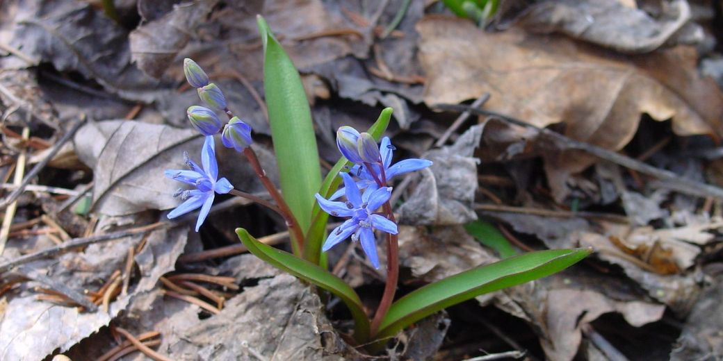 Ladoňka vídeňská – scilla vindobonensis.