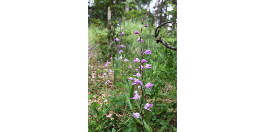 Okrotice červená – cephalanthera rubra.