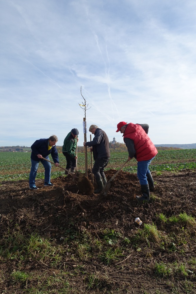 70 let CHKO Český ráj připomíná nová ovocná alej pod Humprechtem