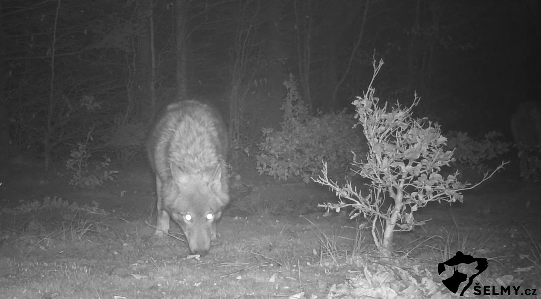 Záběr vlka z fotopasti, zdroj: Šelmy.cz