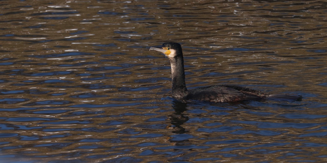 Plovoucí kormorán.