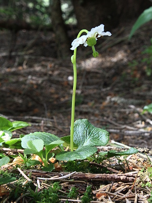 jednokvítek velekvětý, Josef Kučera