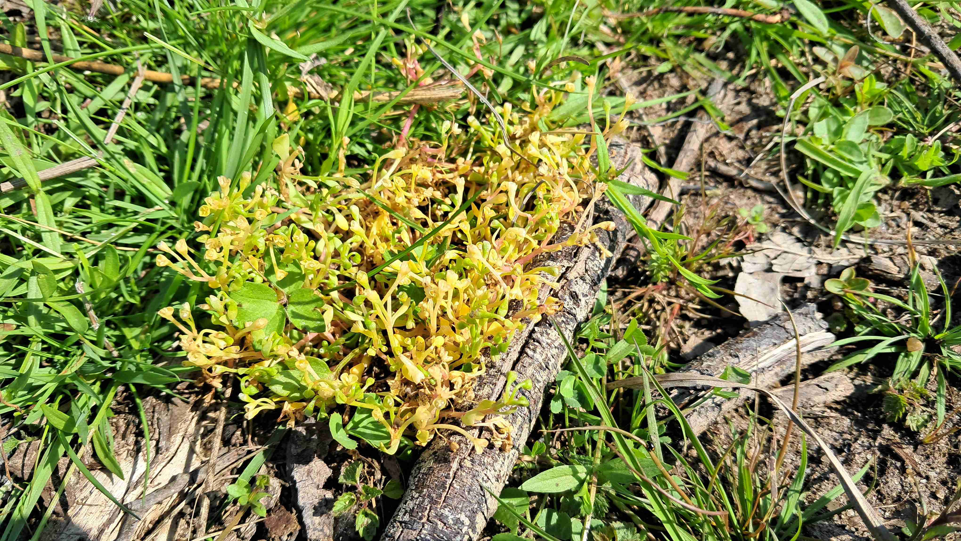 Zdrojovka rolní, foto Mgr. Josef Navrátil, Ph.D.