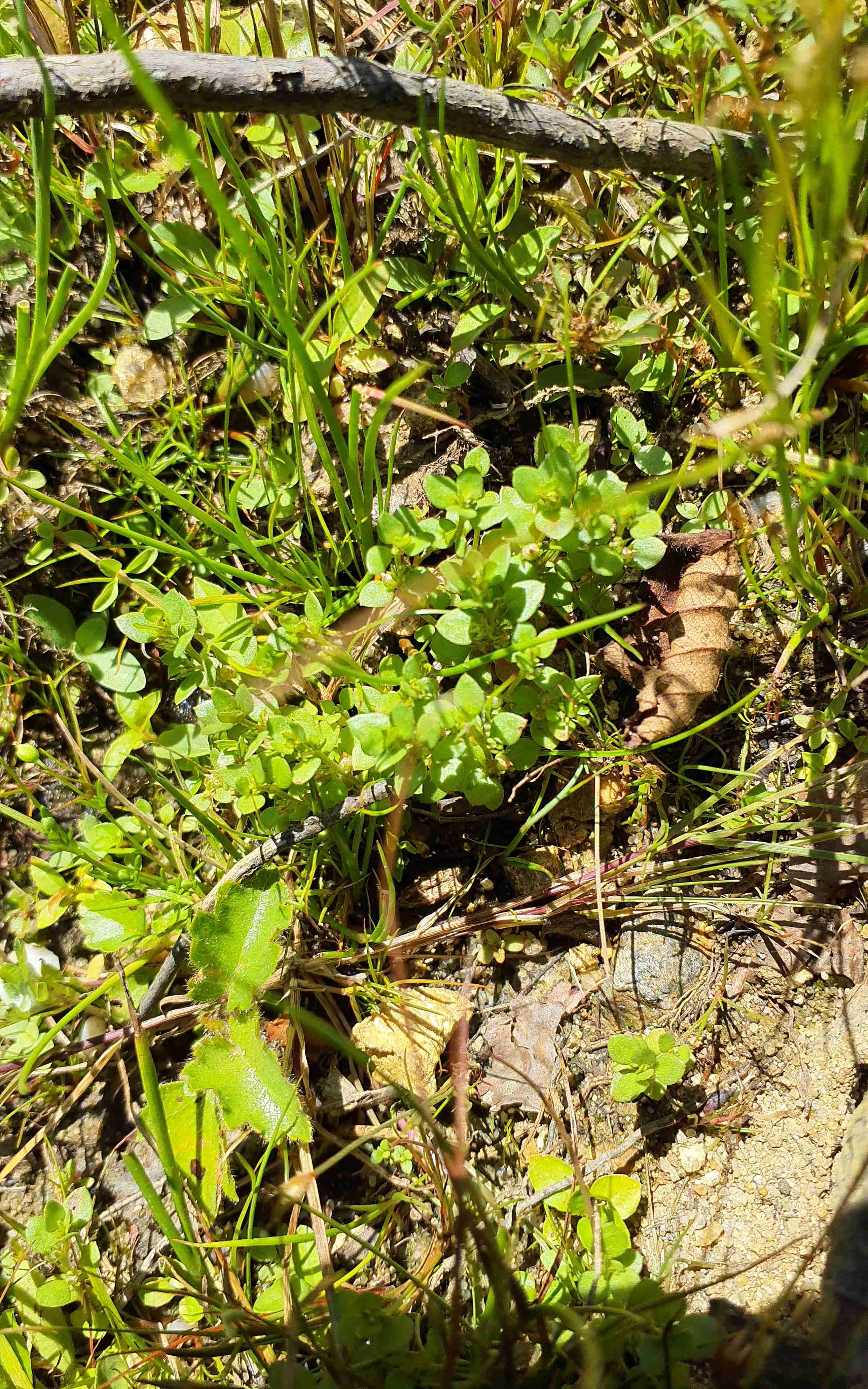 Drobýšek nejmenší, foto Mgr. Josef Navrátil, Ph.D.