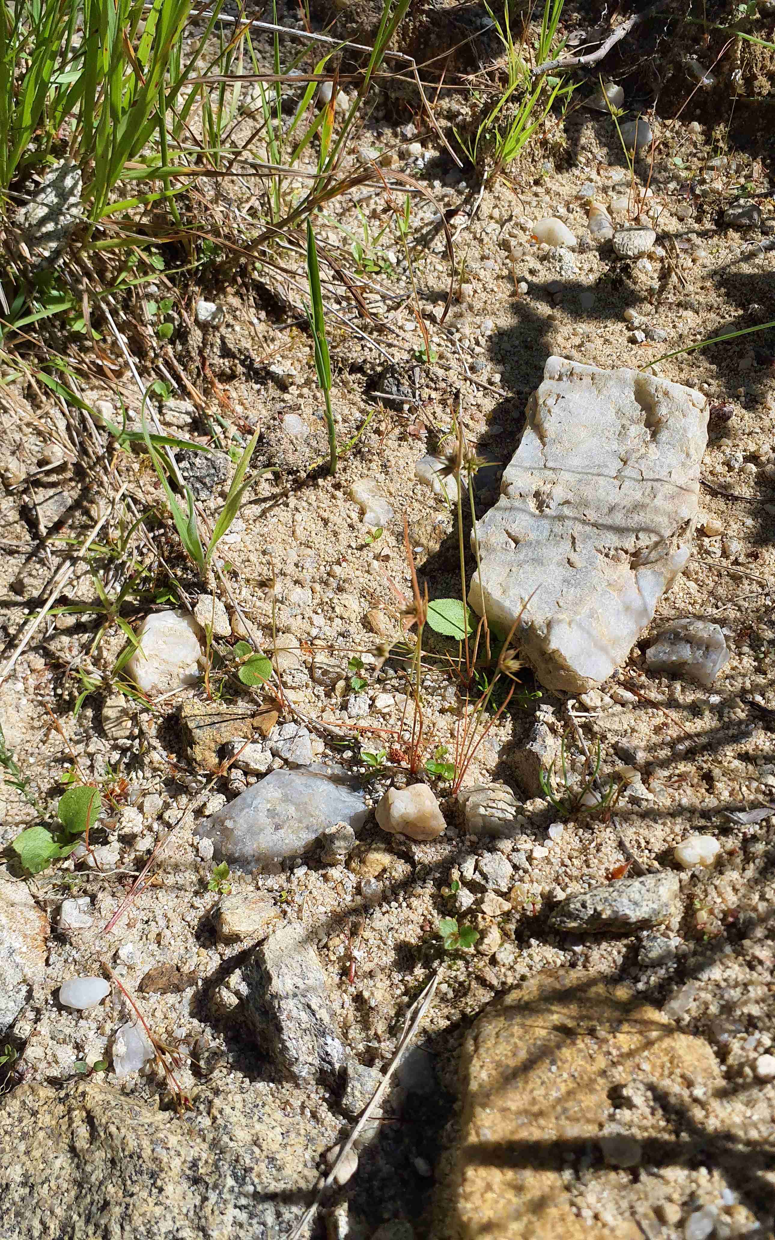 Sítina strboulkatá, foto Mgr. Josef Navrátil, Ph.D.
