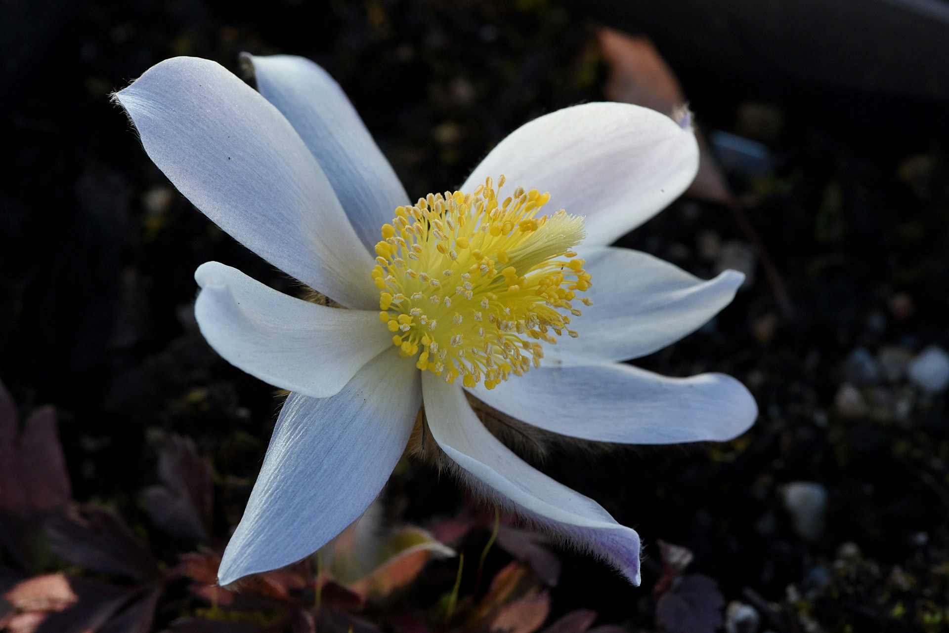 Koniklec jarní. Autor: Jana Navrátilová