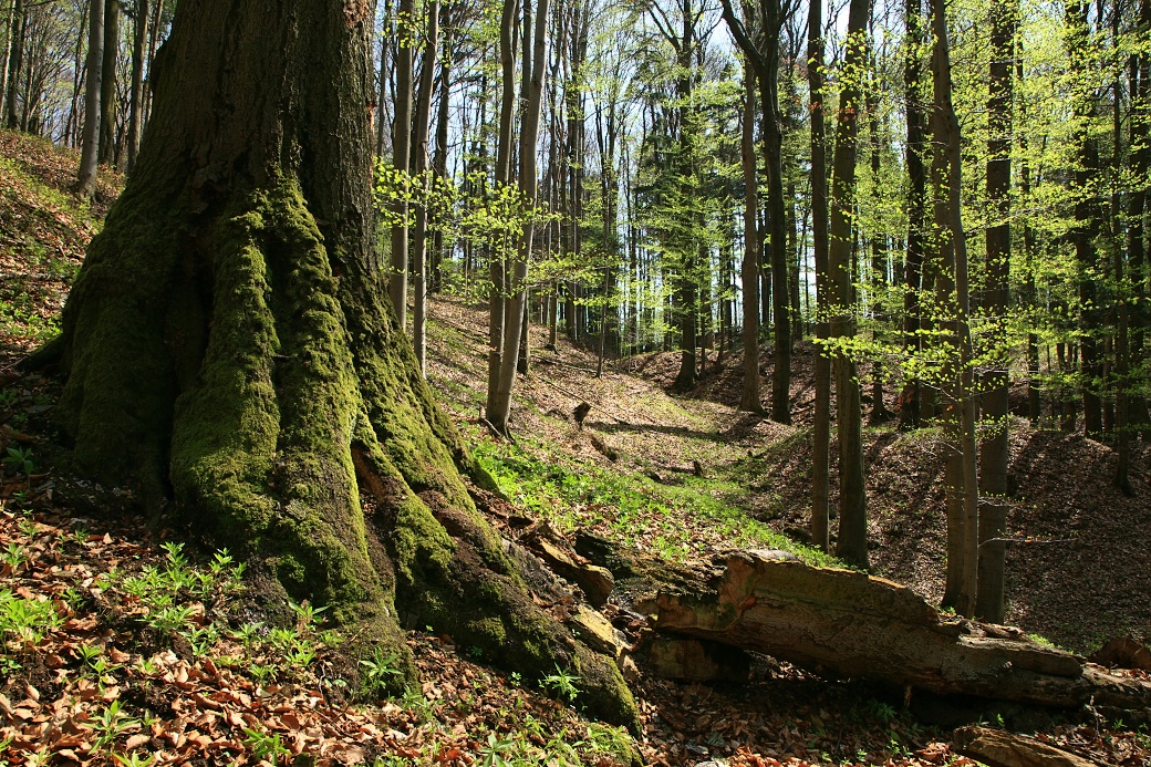 Bučina v přírodní rezervaci Vápenice.
