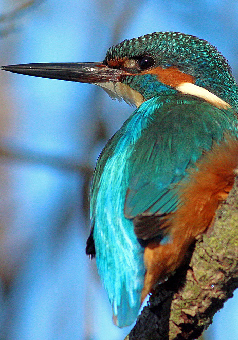 Ledňáček říční, foto Ing. Jiří Neudert